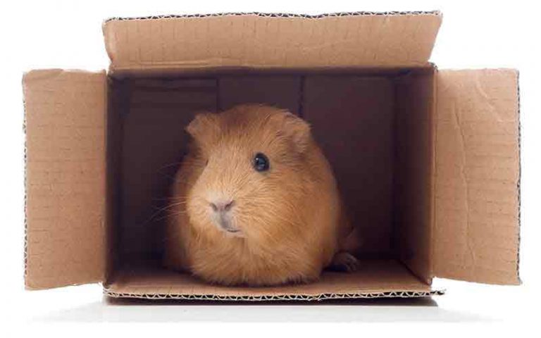 DIY Guinea Pig Toys - The Best Guinea Pig Toys You Can Make