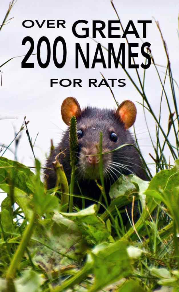 Rat Names - Over 200 Great Ideas For Naming Your Pet Rat