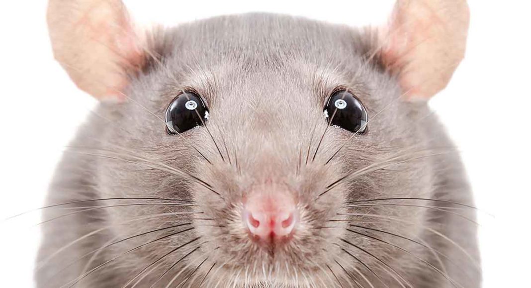 rat-names-over-200-great-ideas-for-naming-your-pet-rat