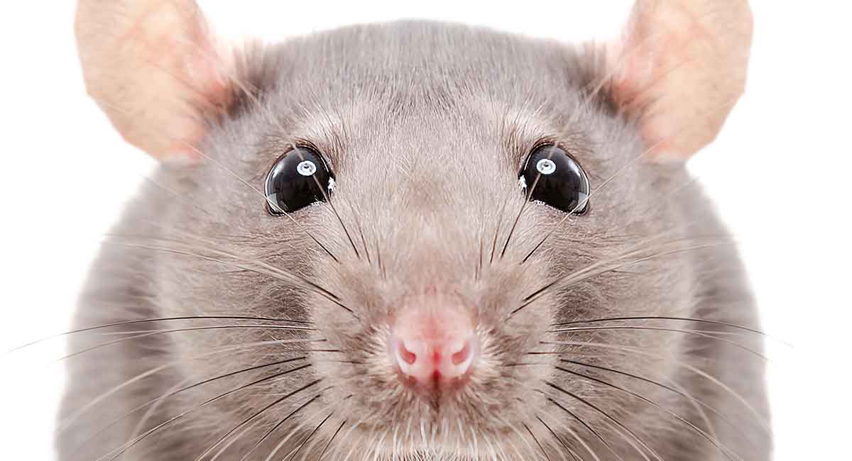 Rat Names Over 200 Great Ideas For Naming Your Pet Rat