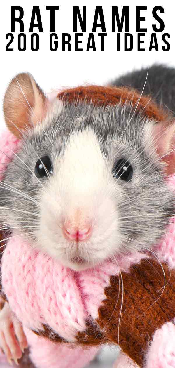 Funny pet rat names