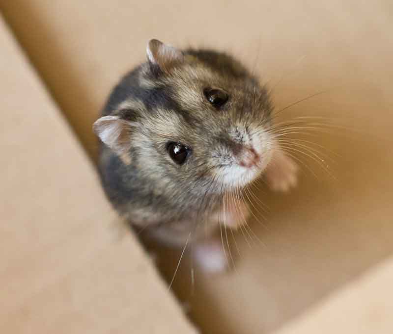 9. Chinese Hamster: Longer Than Other Dwarf Breeds