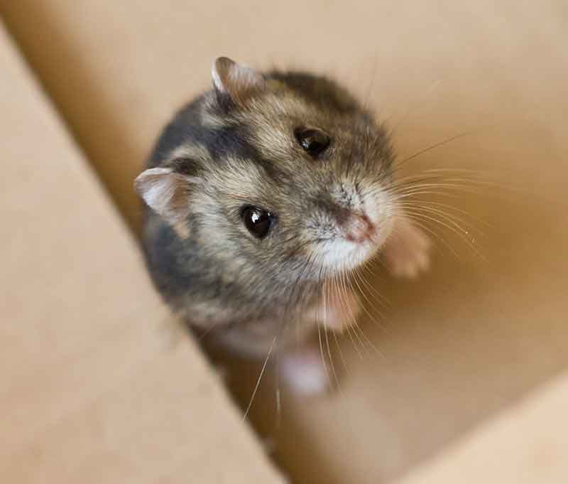 types of small hamsters