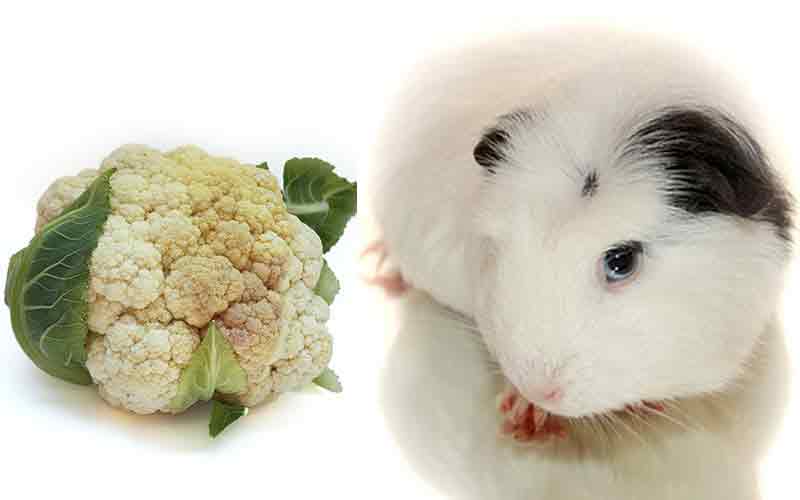 Can Guinea Pigs Eat Cauliflower Safely And How Much Is ...