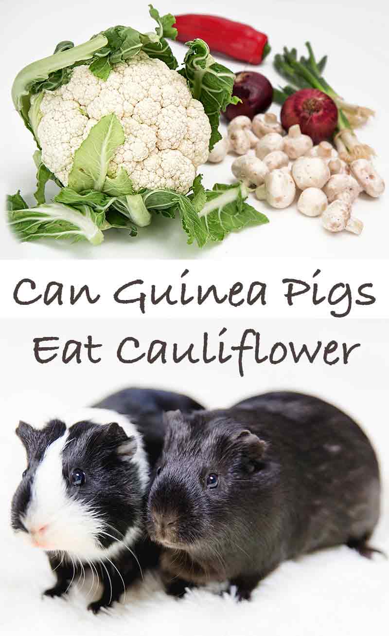 Can Guinea Pigs Eat Cauliflower?
