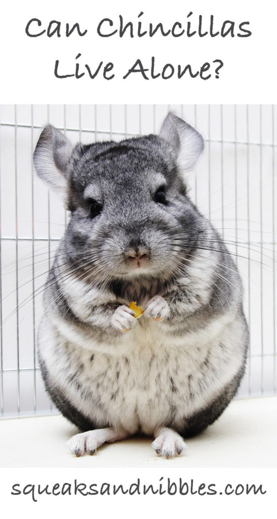 Can Chinchillas Live Alone? A Guide To Introducing Chinchillas and