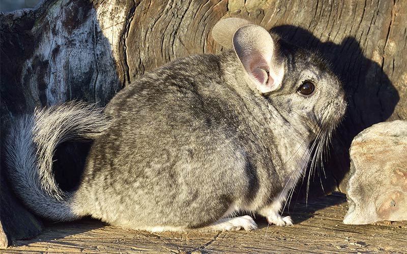 do chinchillas get along with dogs