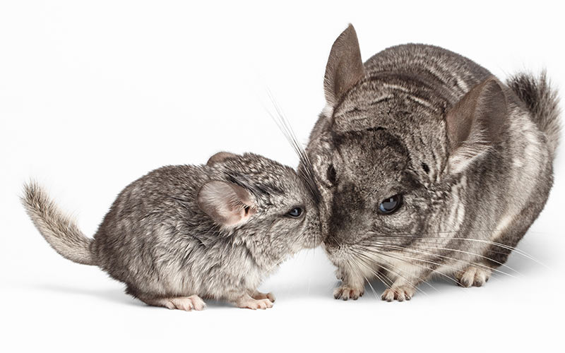 2 chinchillas