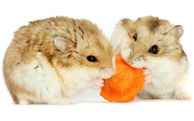 A Complete Dwarf Hamster Care Guide 