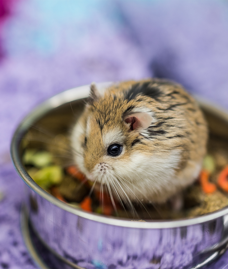 robo dwarf hamster care