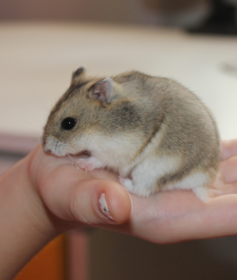 Dwarf Hamster Baby Development
