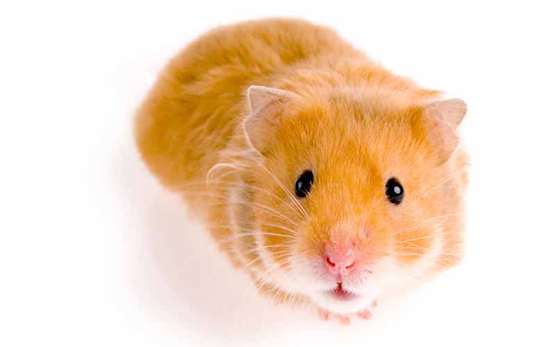 9. Physical characteristics also vary by hamster species.