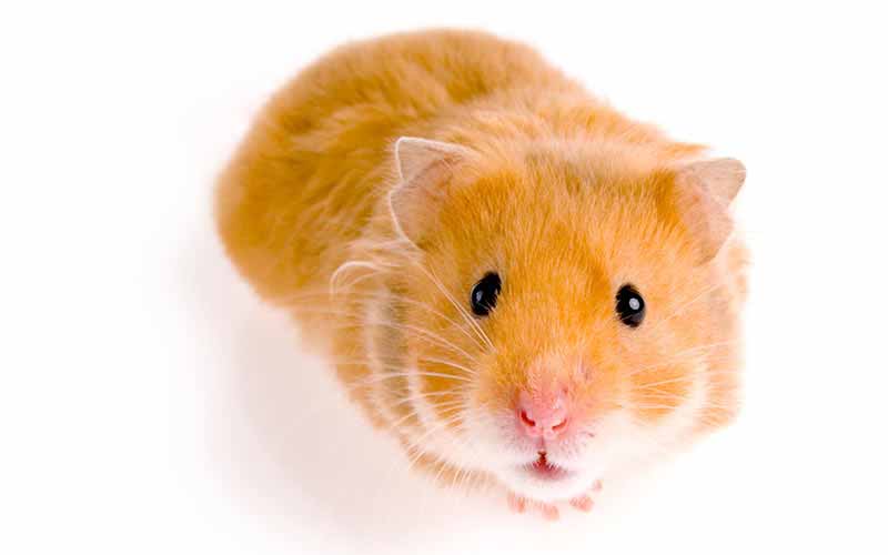 Teddy Bear Hamster Care, Lifespan, Size - Petsium