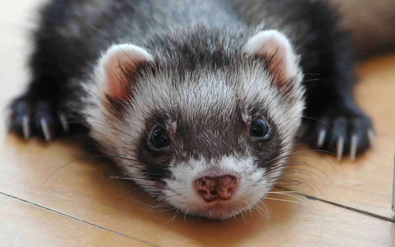 ferret-1.jpg