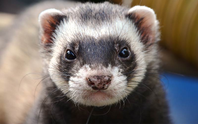 Can Ferrets Eat Tuna Fish Safely As Part Of Their Diet Or As A Treat?