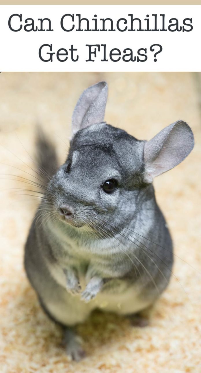 Can Chinchillas Get Fleas? Signs And Treatments For Fleas In Chinchillas