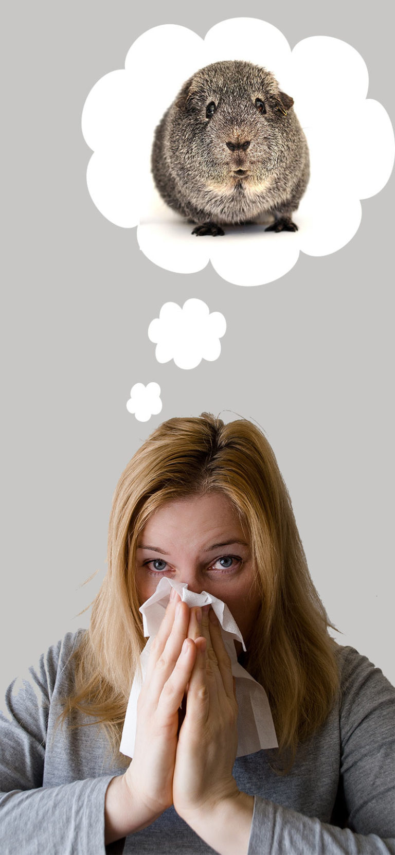 Guinea Pig Allergies Am I Allergic To My Guinea Pig?