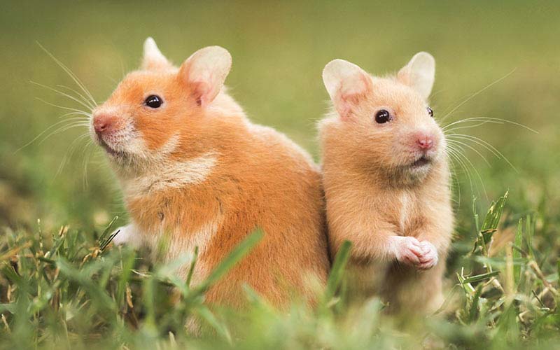 1. Hamsters come in a variety of sizes depending on the breed.