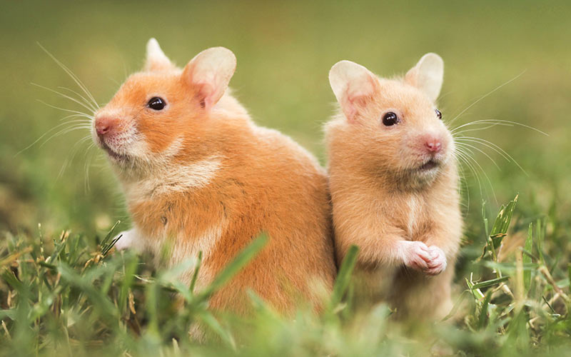 hamster-breeds-a-complete-guide