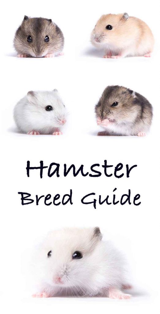 Hamster Breeds - Differences, Similarities, and Choosing the Best One