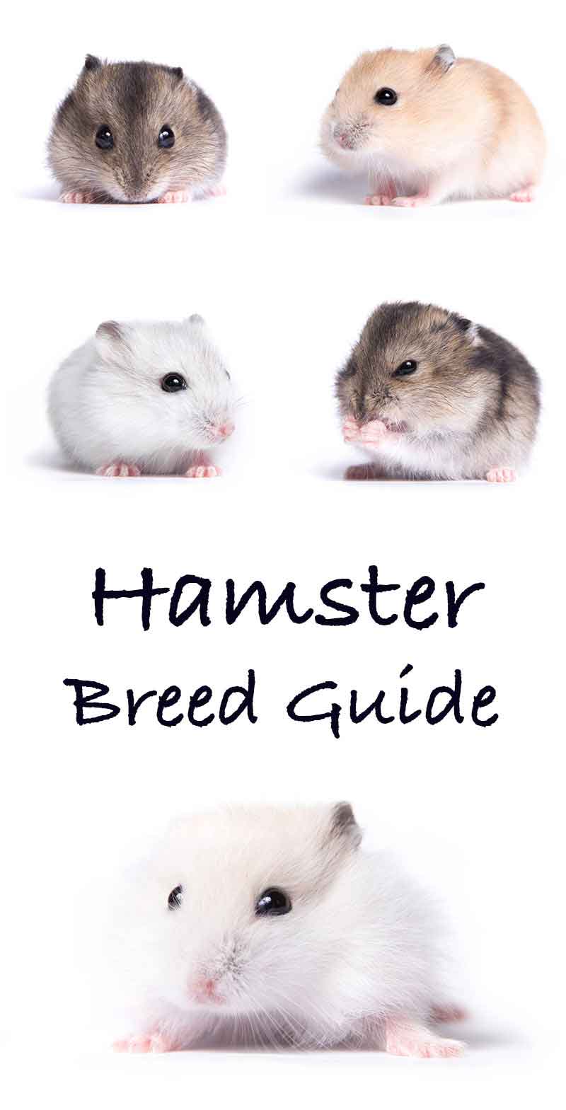 hamster breeds with pictures