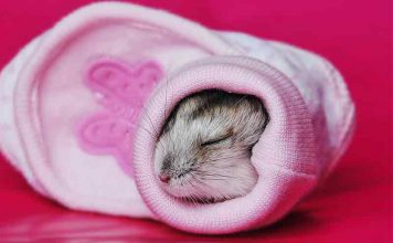 Hamster Sleep Guide - how long do hamsters sleep for?