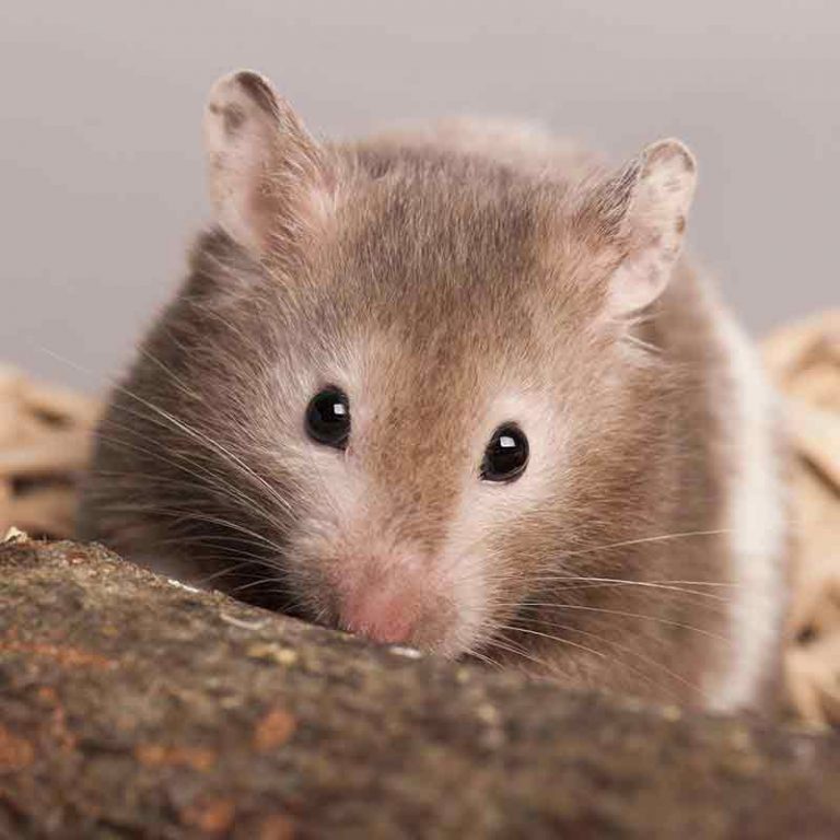 Hamster Sleep Guide How Long Do Hamsters Sleep For?