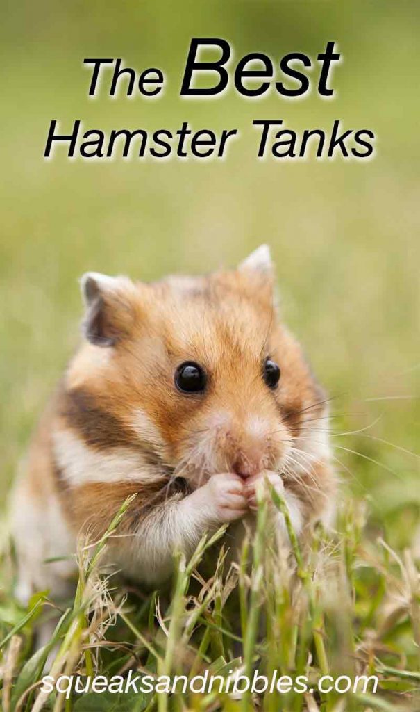 Picture of The Best Hamster Tank - A Complete Guide