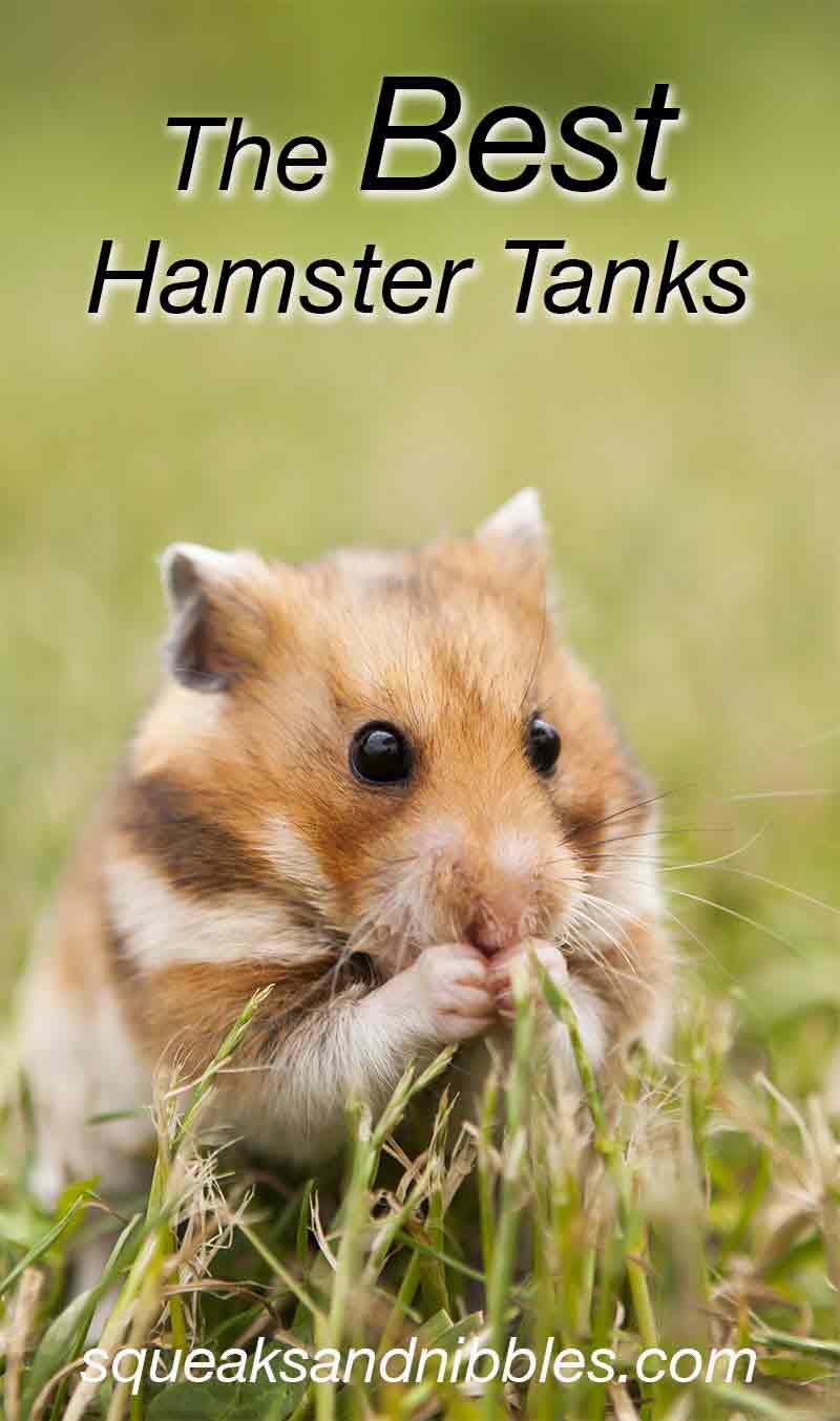 Best Hamster Tank