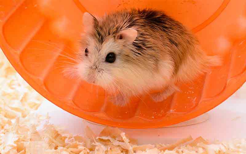 cute hamster toys