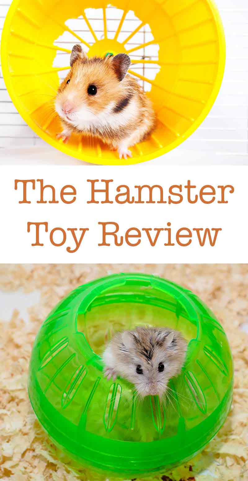 Best Hamster Toys - Cool Toys with Tips and Reviews To Help You Choose