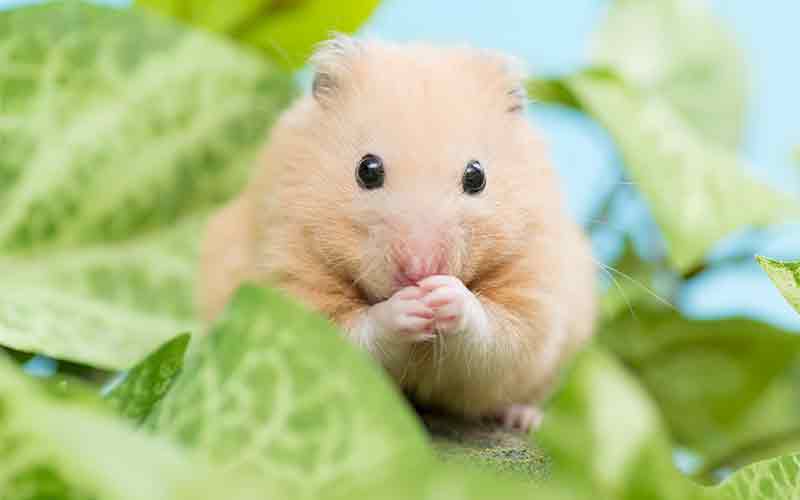 how much should i feed my hamster a day