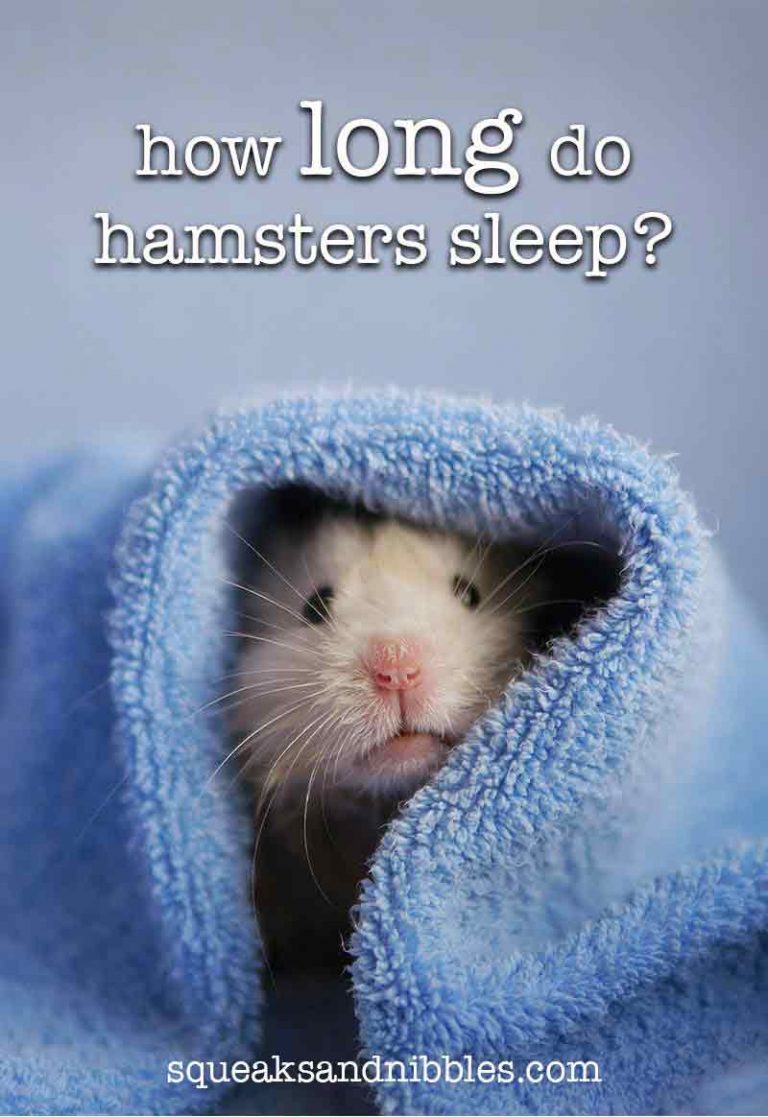 Hamster Sleep Guide How Long Do Hamsters Sleep For?