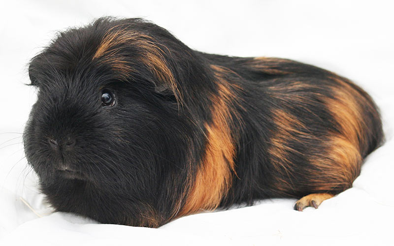 hypoallergenic guinea pig bedding