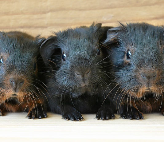 Can Guinea Pigs Run In Balls?