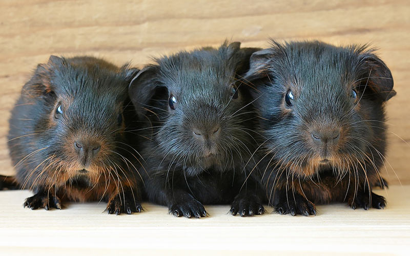 Can Guinea Pigs Run In Balls Or Exercise Wheels Safely?