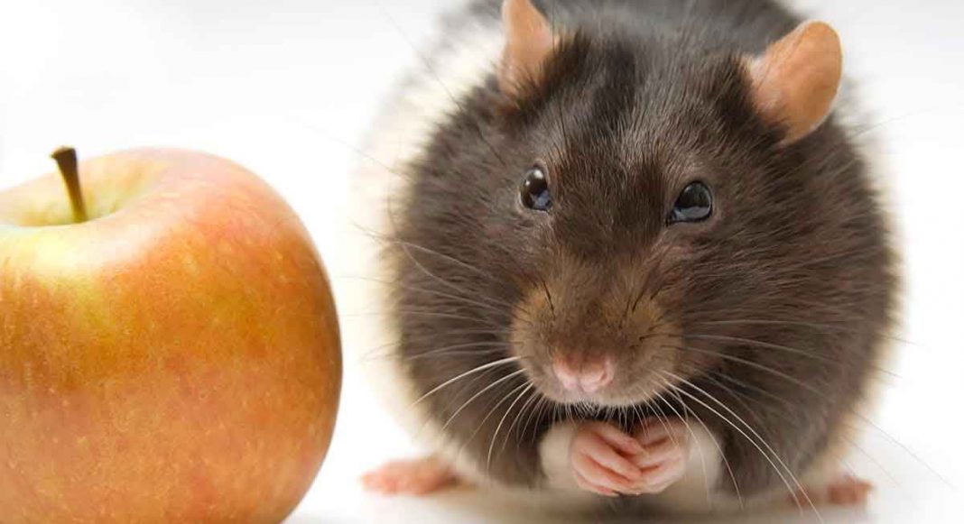 Rat Names Over 200 Great Ideas For Naming Your Pet Rat