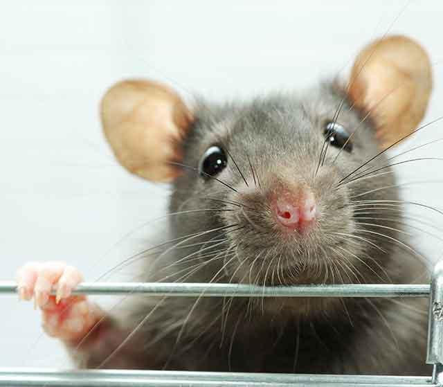 Rat Names Over 200 Great Ideas For Naming Your Pet Rat