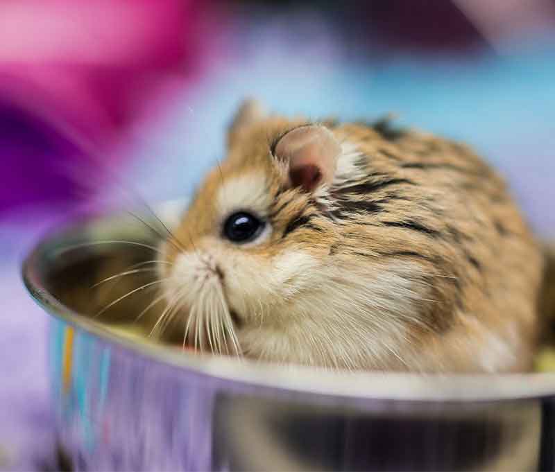 types of domestic hamsters