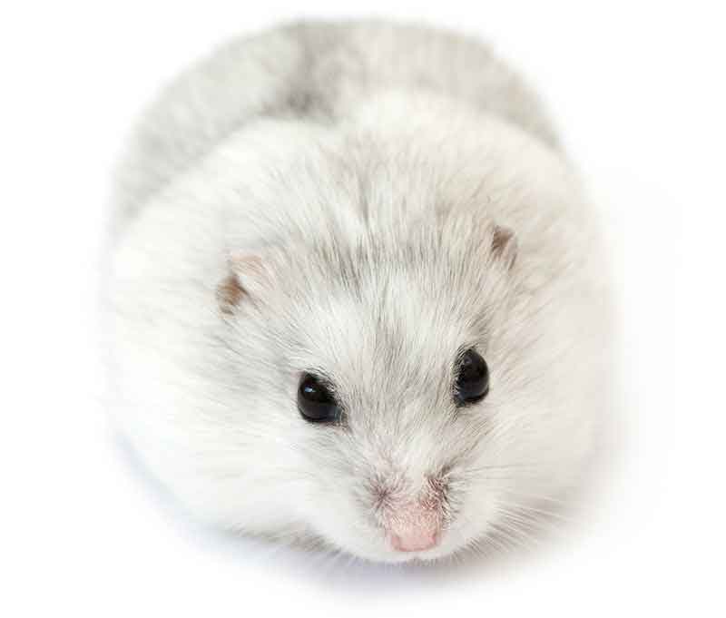 3. Hamsters are naturally friendly, but the extent to which they are varies.