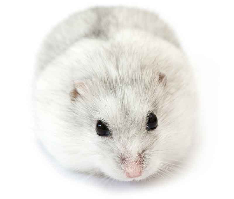 grey and white hamster