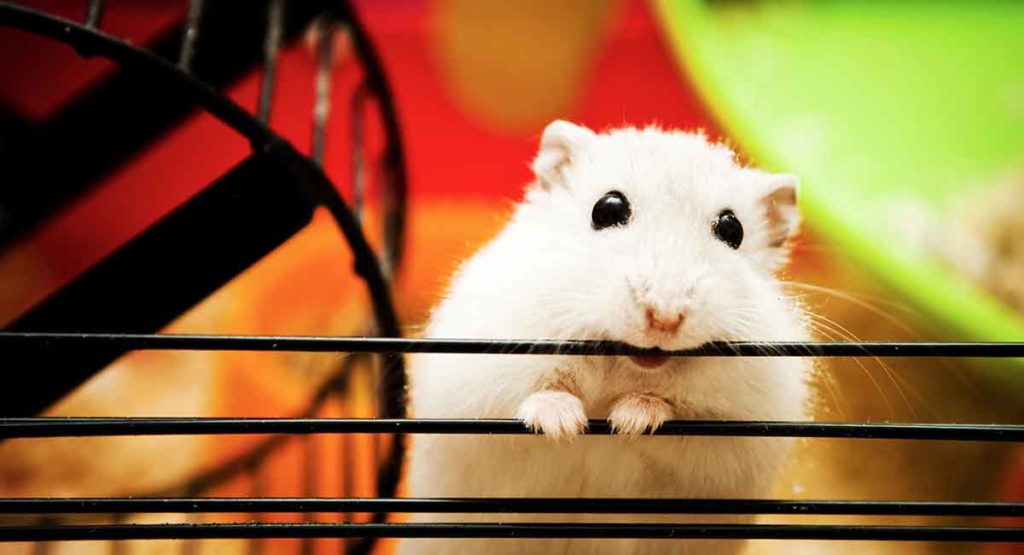 Best Dwarf Hamster Cages Complete Hamster Cage Guide With Reviews