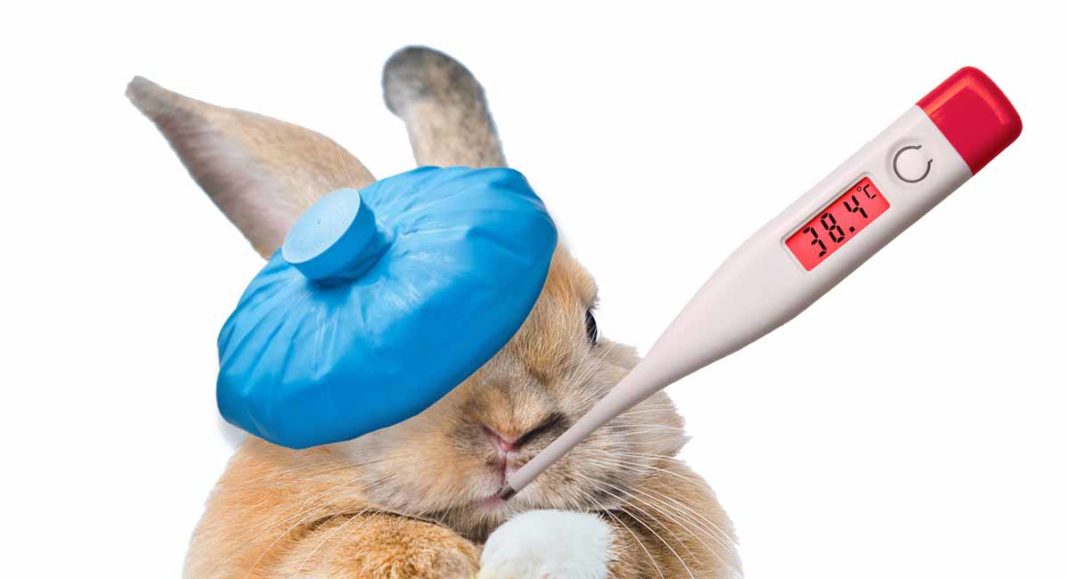 Snuffles in Rabbits A Guide To Bunny Sneezing And Runny Noses