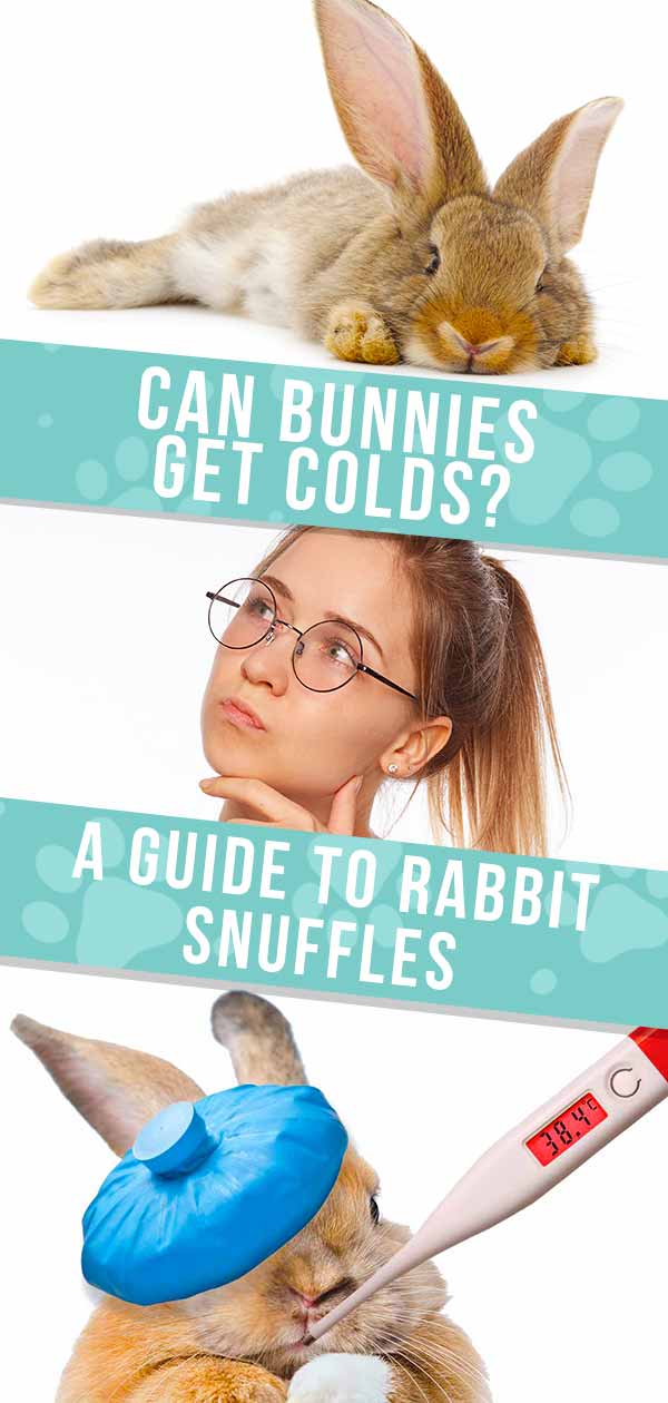 snuffles in rabbits