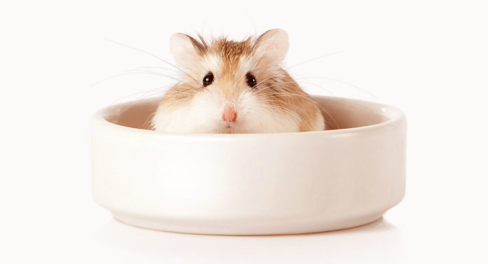 roborovski hamster