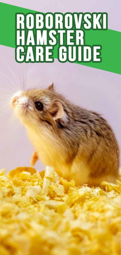 Roborovski Hamster - The Complete Guide To The Robo Dwarf Hamster