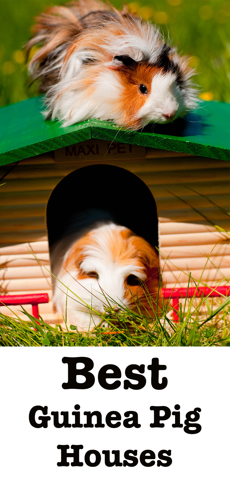 guinea pig igloo large