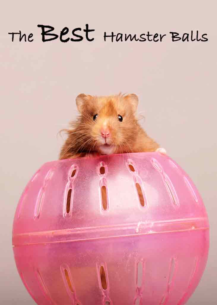 best hamster ball