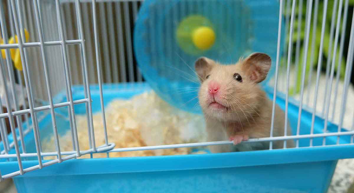 Best Hamster Cage: Top Choices for Syrian And Dwarf Hamsters