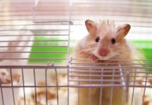 Hamster Cages: The Best Hamster Cage For Syrian And Dwarf Hamsters